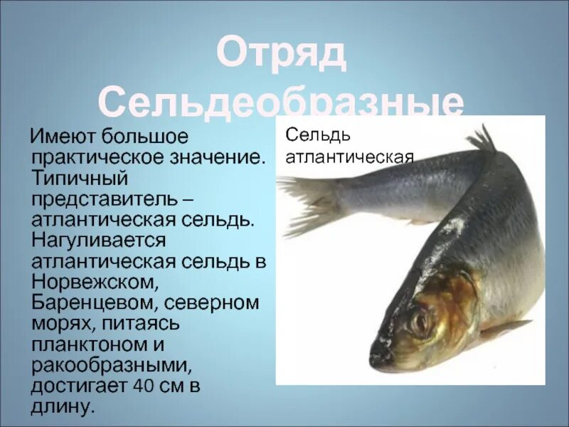 К какому отряду относится сельдь. Сельдь презентация. сообщение про сельдь. отряд сельдеобразные представители. классификация сельди атлантической.