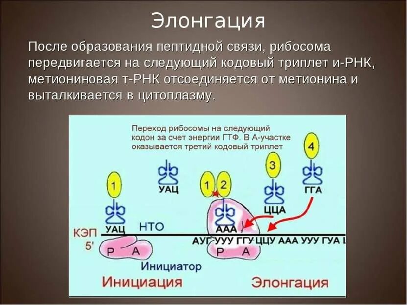 Образование пептидной связи трансляция. Синтез белка трансляция элонгация\. Элонгация Биосинтез. Трансляция белка элонгация. Элонгация Белко биосинтеза белка.