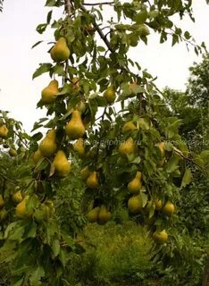 Груша видна