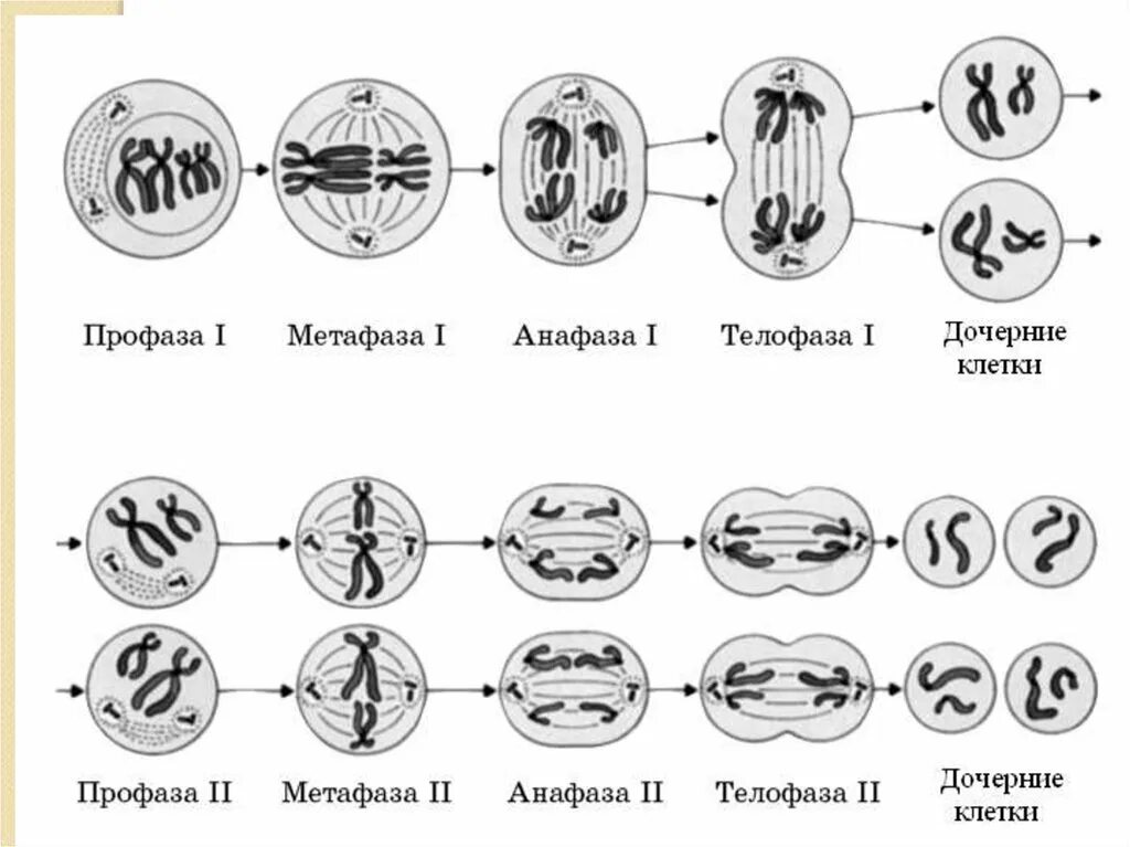 Фазы мейоза схема. Схема мейоза 2n 2. Схема стадий мейоза. Схемы фаз митоза и мейоза. Митоз прямое деление клеток