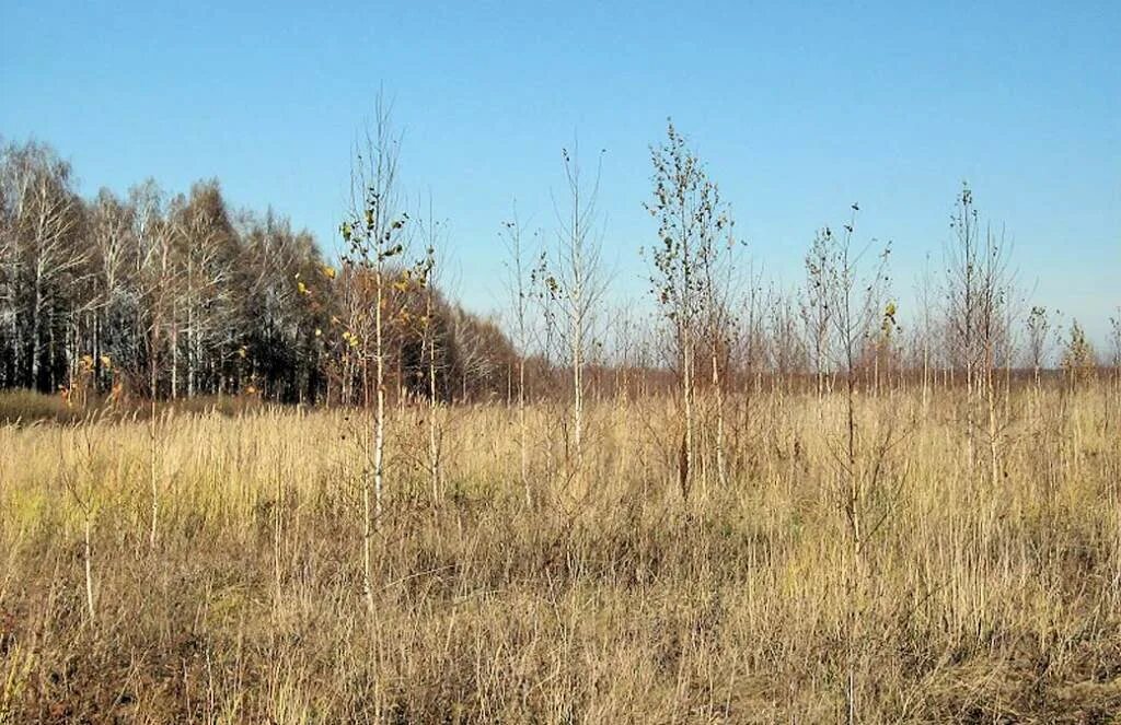 Поле заросшее бурьяном. Неиспользуемые сельскохозяйственные земли. Зарастание земель сельскохозяйственного назначения. Участок земли. Поле заросшее бурьяном.