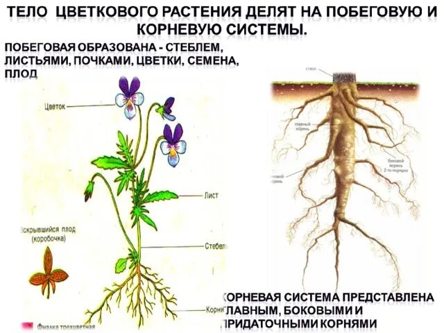 Корень образует листья. Отдел цветковые. Корень Разделение биология. Внешнее строение корня фиалки биология. Тип кореневої системи у покрытосеменных.