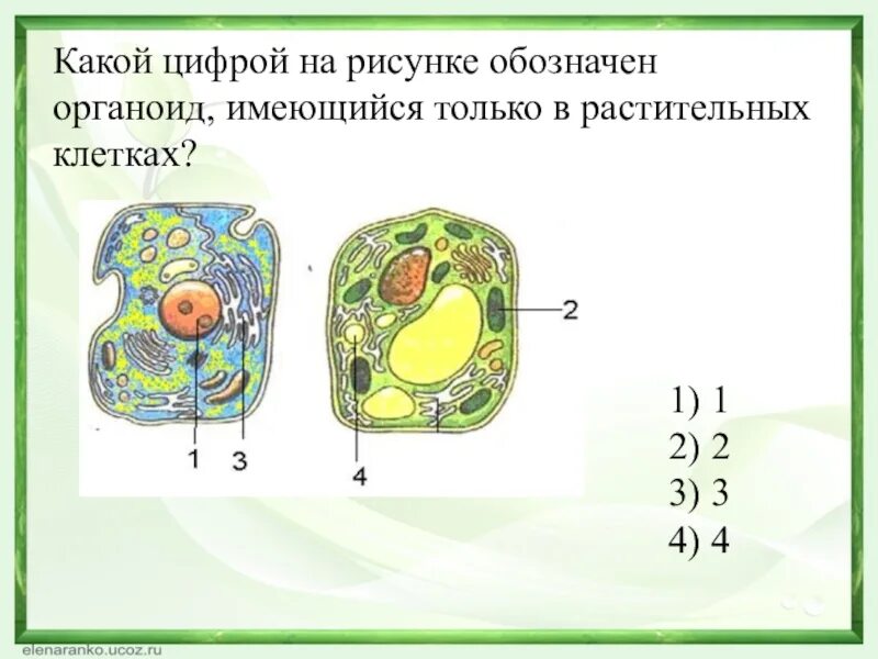 Клетка впр. Органоиды клетки обозначенные цифрами. Какой цифрой на рисунке клетки обозначен органоид. Только в растительной клетке имеется. Органоид имеющийся только в растительных клетках.