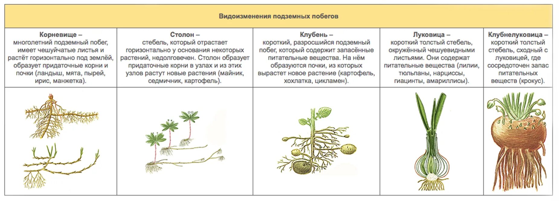 Надземные части корня. Видоизменения побегов таблица с примерами. Надземные видоизмененные побеги таблица. Метаморфозы побега таблица.