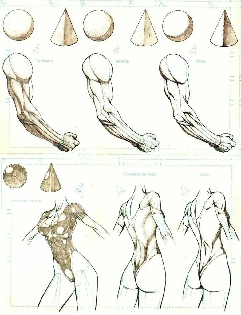Тело для рисования. Анатомия для рисования. Ракурсы тела. Уроки рисования анатомия человека.