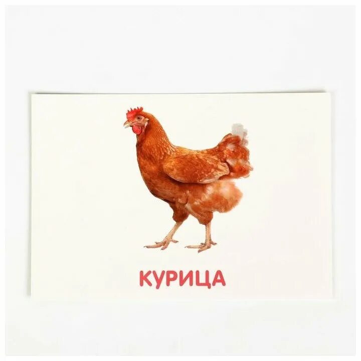 карточки домана домашние животные. обучающие карточки для детей. лабрадор ретривер. карточки домана домашние животные. карточки глена домана дикие животные.