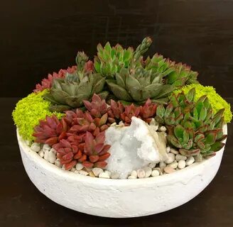 Succulent Mix