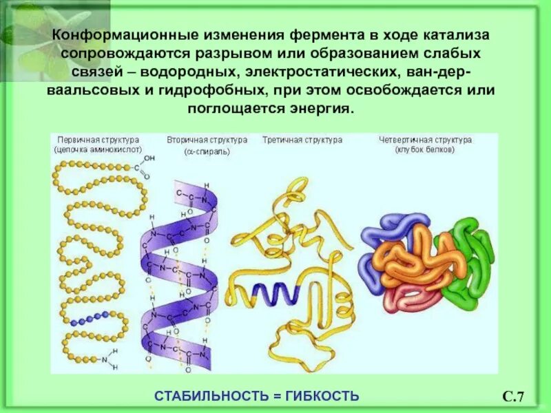 Изменения вызванные ферментами. Роль конформационных изменений фермента при катализе. Конформационные изменения. Изменение конформации фермента. Конформация фермента это.