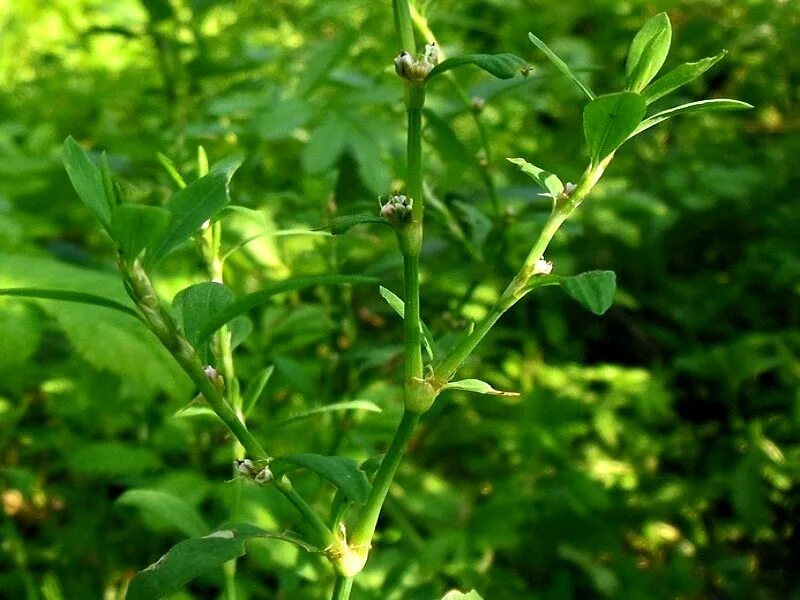 растение с сильно ветвящимся стеблем