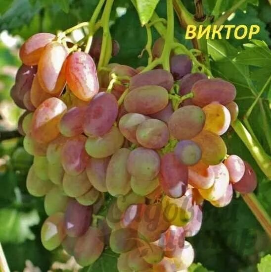 Виноград Виктор Описание Сорта Фото Отзывы - Mixyfotos.ru