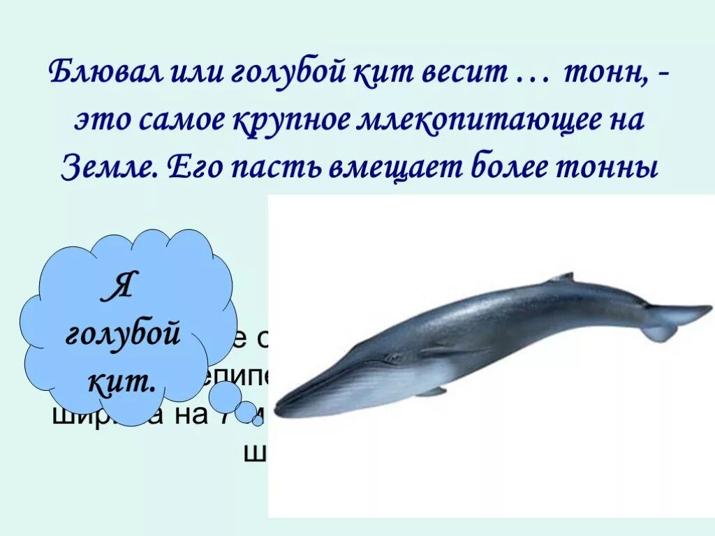 Длина полового органа у китов.