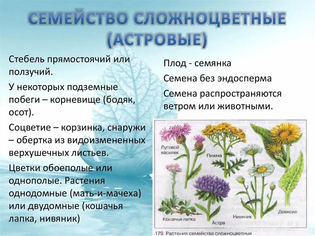 Названия растений семейства сложноцветных. Семейства покрытосеменных растений Сложноцветные. Полукустарники Сложноцветные. Двудольные растения Сложноцветные. Царство сложноцветных.