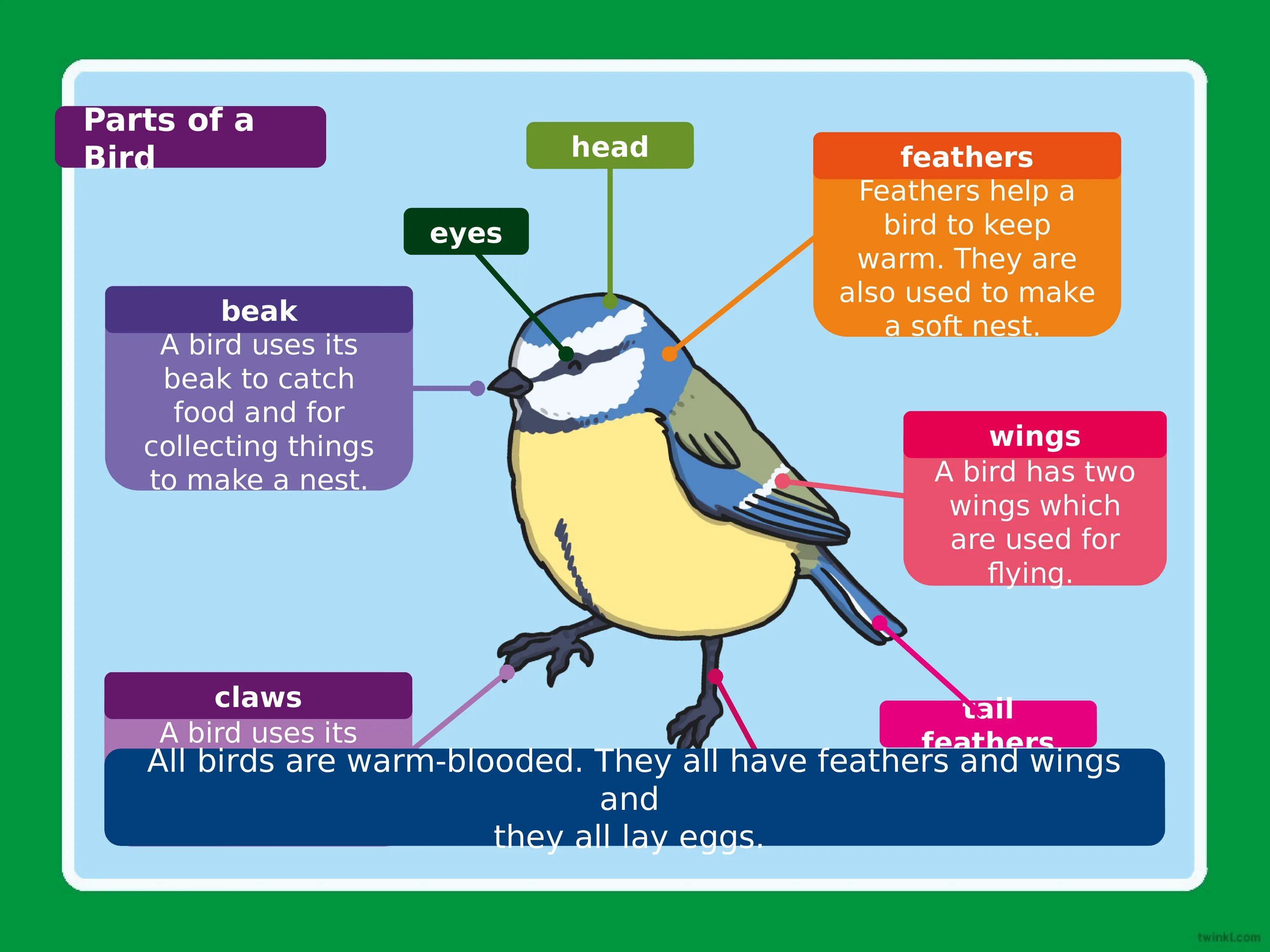 I a bird перевод. Направления продуктивности птиц. Parts of the Bird. Анималистичный птицы POWERPOINT. Гомойотермия у птиц.