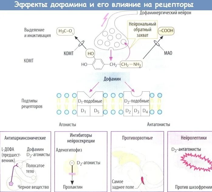 Дофамин гормон роль. Дофамин функции гормона. Инактивация дофамина. Выработка серотонина и дофамина.