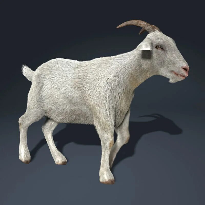 Коза 3 года. Goat 3 шайни. Коза 3д модель. Моделька козы. Козлик 3d.