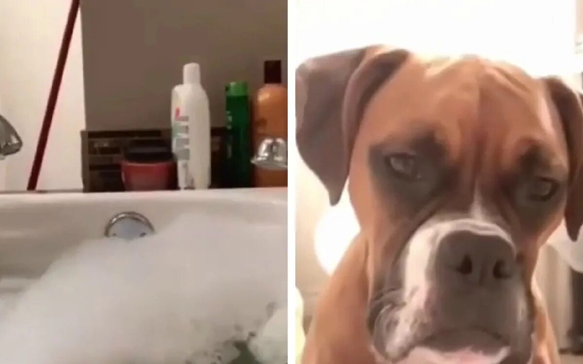 Думай быстрее пес. Песик рассмешил сеть. Нейросеть собака в ванной.