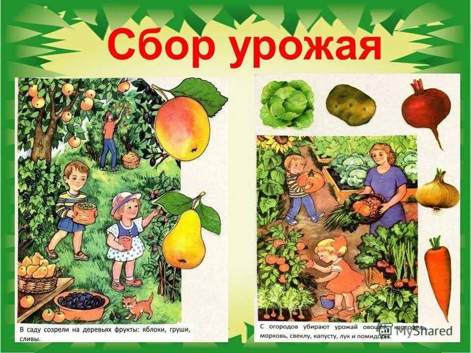 Задание 3 сбор урожая. Собирают урожай осенью. Картина в. Осенний урожай раскраска. Дидактическая игра огород.