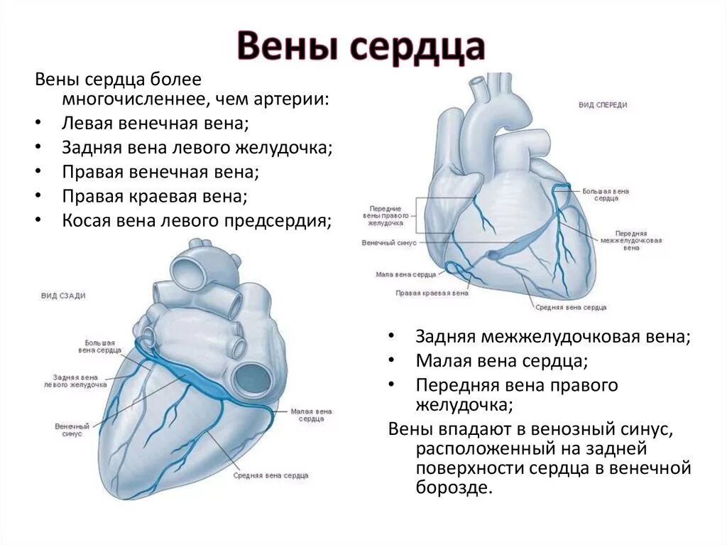 Коронарный синус схема. Венечная Вена сердца. Вена венечного синуса сердца. Вены сердца 3 системы система вен венечного синуса.