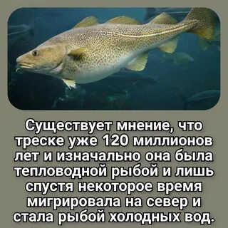 Тресковые породы рыб список
