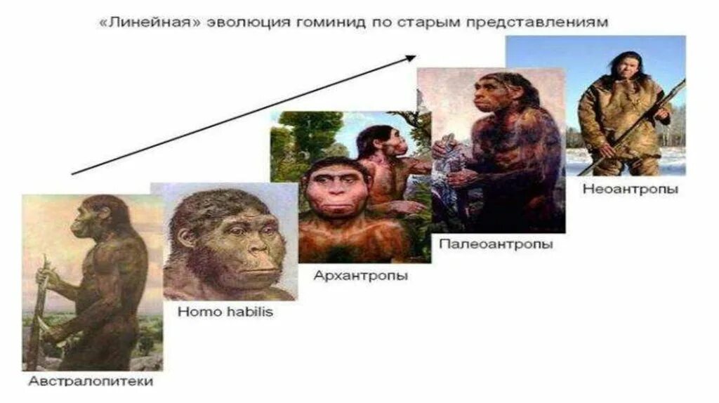 Признаки гоминидов. Систематика гоминид. Обезьяны гоминиды. Эволюция человека архантропы палеоантропы неоантропы. Таблица эволюция человека семейства гоминид.