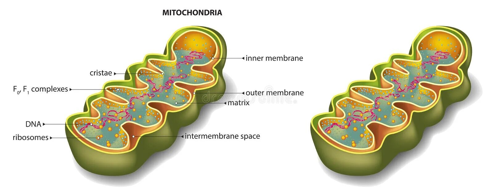 Митохондрии эукариотической клетки. Митохондрия на прозрачном фоне. Митохондрия без фона. Митохондрия на белом фоне.