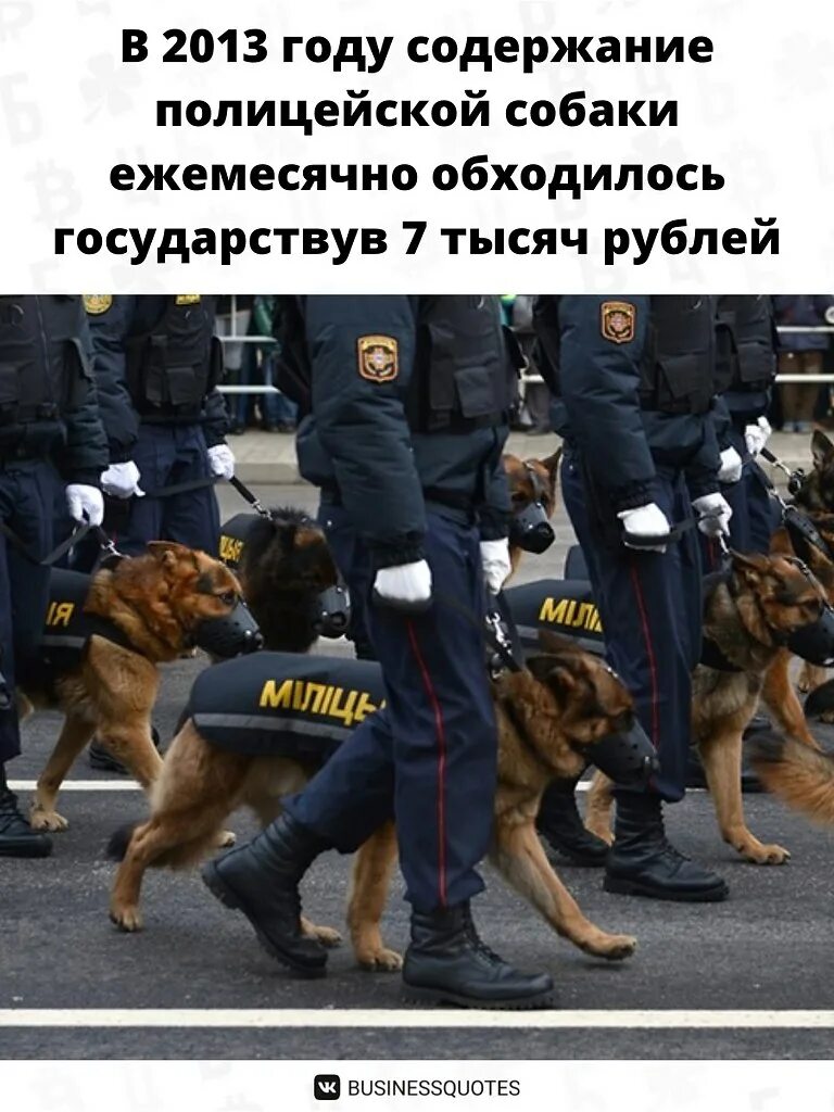 служебные собаки в полиции. полицейский помог собаке. пёс овчарка полицейский. полицейский с собакой. полицейский помог собаке.