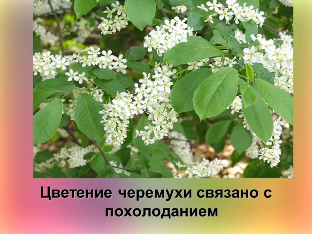 В каких числах цветет черемуха. Цветение черёмухи. черёмуха цветёт к похолоданию. черемуха похолодание. черемуха цветет примета.