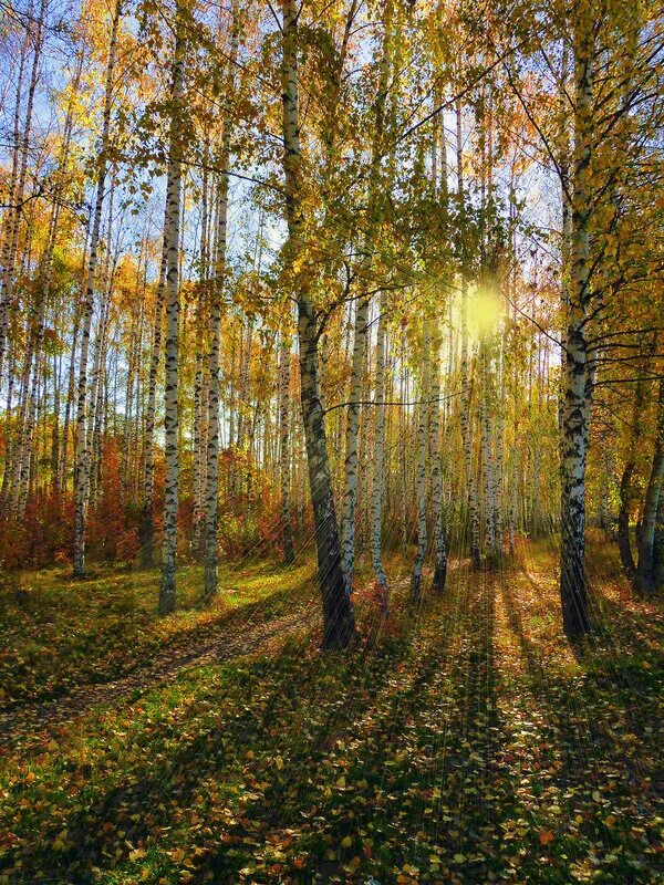 Октябрь березки. Отговорила роща Золотая Березовая роща осень. Березовая роща золотистая. Золотая Березовая роща осенью.