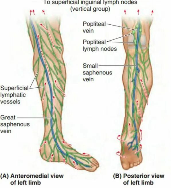 Лимфатические сосуды конечностей. Поверхностные подколенные лимфатические узлы. Лимфатические узлы нижних конечностей схема. Лимфоток лимфоузлы нижняя конечность. Лимфатические сосуды нижних конечностей анатомия.