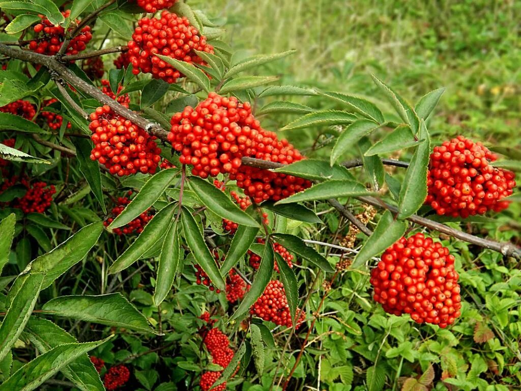 Бузина красная кистистая. Бузина красная Sambucus. Бузина обыкновенная (Sambucus racemosa). Бузина Лесная красная.