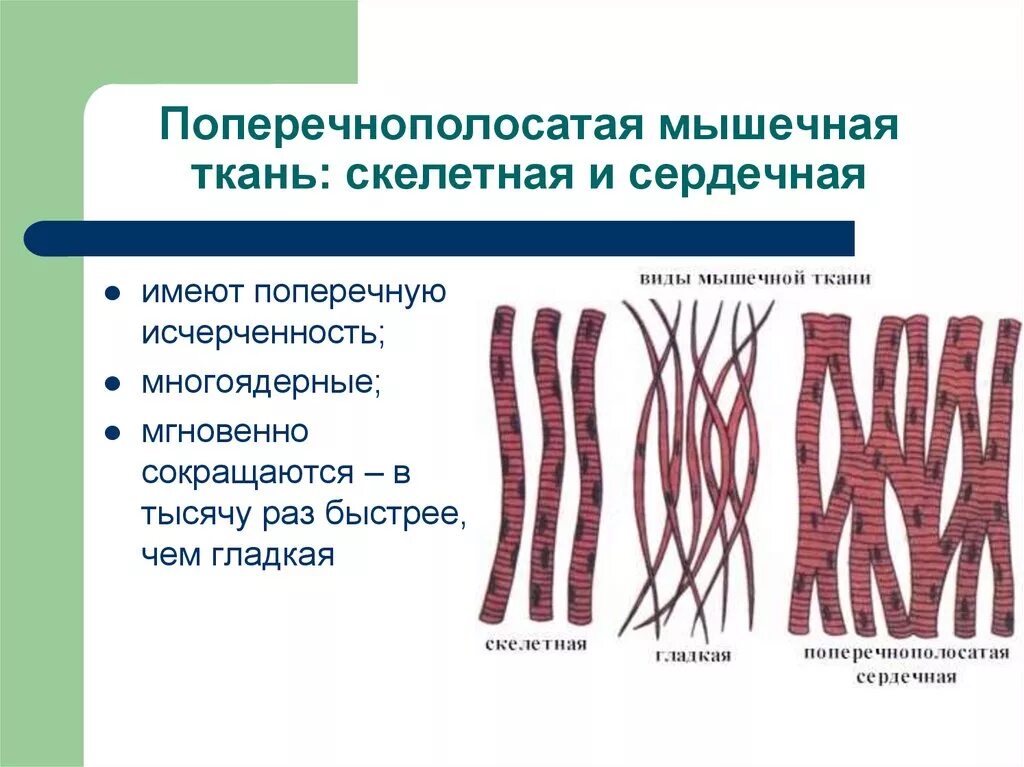 Мышечная ткань характеризуется. Поперечнополосатая Скелетная мышечная ткань. Поперечно полосатая Скелетная сердечная ткань. Скелетная поперечного полосная ткань. Скелетная поперечнлполосатая мвшесная ткань.