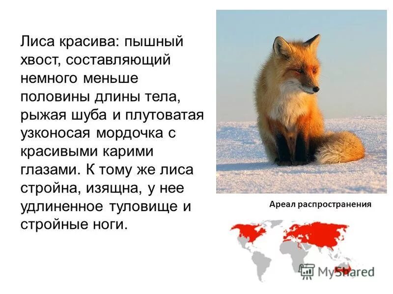 Составить предложение лиса леса. Загадка про лису. Лиса доклад. Интересные факты про лис. Предложение со словом лиса.