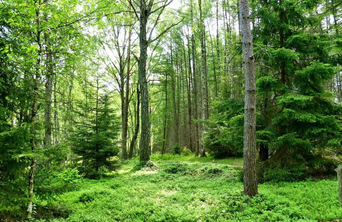 лесная дорога. полянка в тайге. сосновая роща битцевский лес. лесная поляна (полянка) 1897. развилка дорог в лесу.
