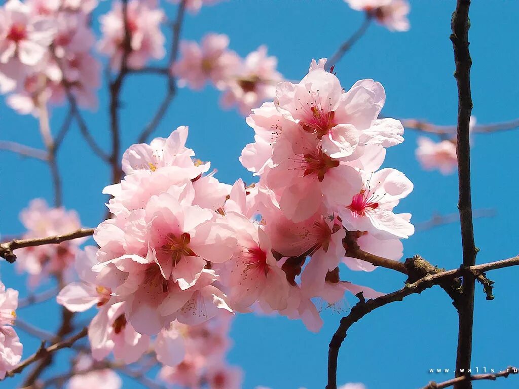 Bahor gullari. Цветущее дерево. Персиковое дерево в цвету.