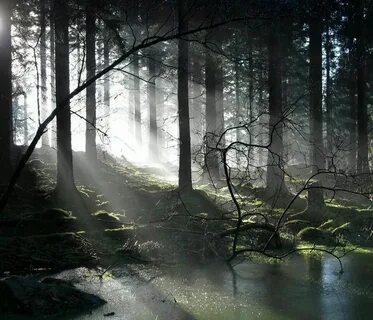 Бирнамский лес