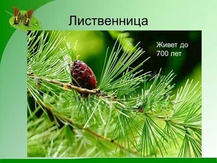 Лиственница обитает