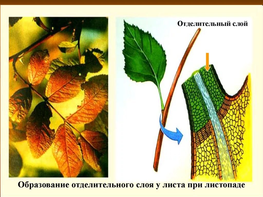 Функция листа листопад. Образование отделительного слоя у листа при листопаде. испарение воды листьями 6 класс биология. отделительный слой у растений. испарение воды листьями листопад.