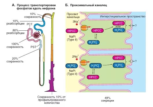 Процесс обратного всасывания в почках. Реабсорбция фосфора в почках. проксимальный извитой каналец реабсорбция. проксимальные канальцы почки реабсорбция. механизм реабсорбции кальция фосфата в почках.