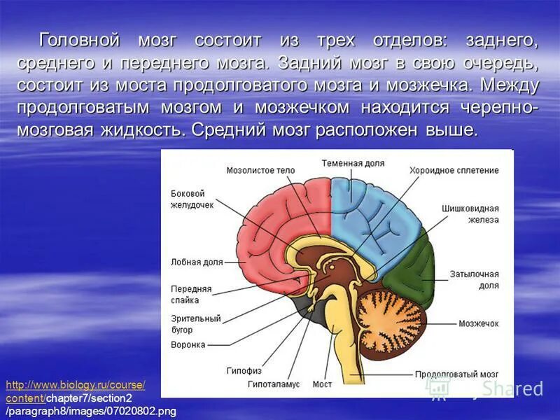 В задний мозг входит мозжечок