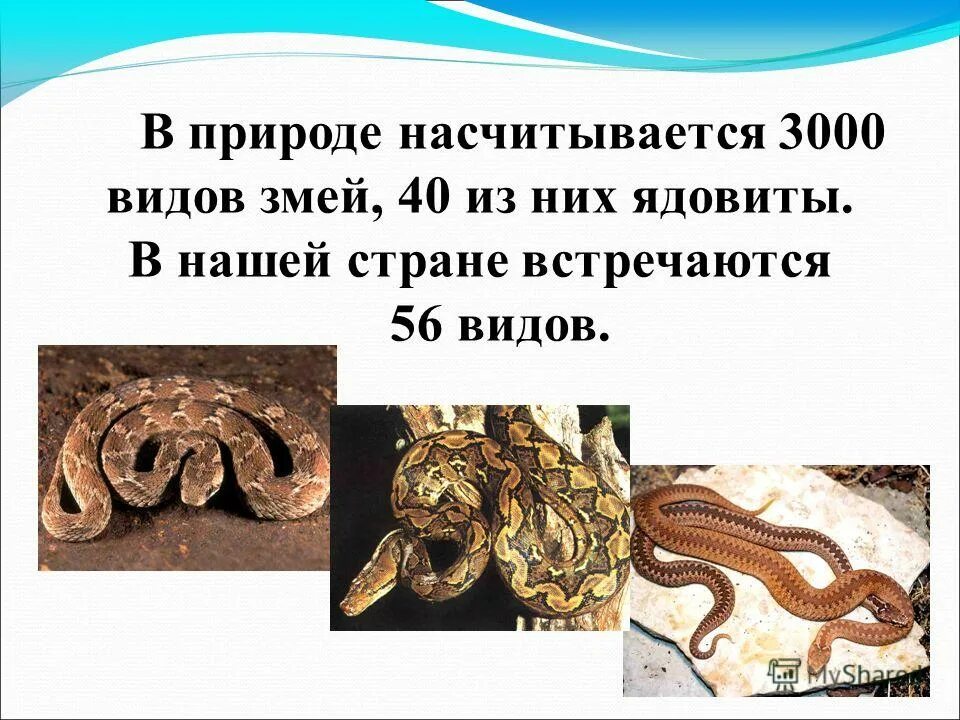 Смешные факты о змеях. Уж описание змеи. Степная гадюка гюрза. Доклад о ядовитых змеях. Смешные факты о змеях.