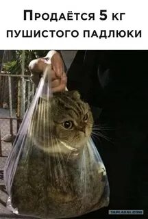 3 кота килограмм