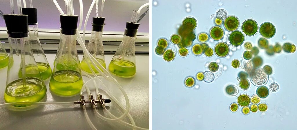 Культивирования водорослей. Культивирование одноклеточных зеленых водорослей. Биотестирование зеленые водоросли. Водоросли в биотехнологии. Молекулярная биология лаборатория.