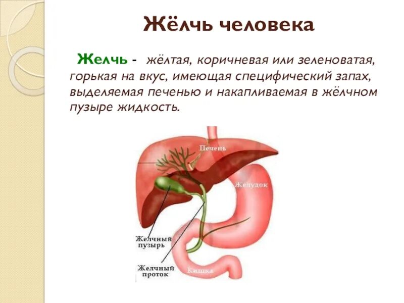 Выделяемый сок печени. Желчь,желчный пузырь ,желчеобразование. Печень и желчный. Жёлчь выделяемая печенью.