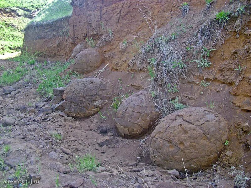 мокрая ольховка. мокрая ольховка. мокрая ольховка. мокрая ольховка котовский район волгоградская область. мокрая ольховка яйца динозавров.