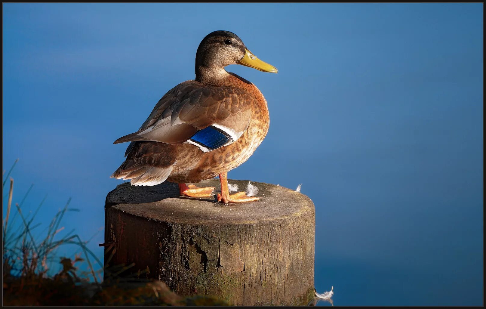 Утка пять. Утка пять. Утка пять. Утята ст5. Порода уток муларды.