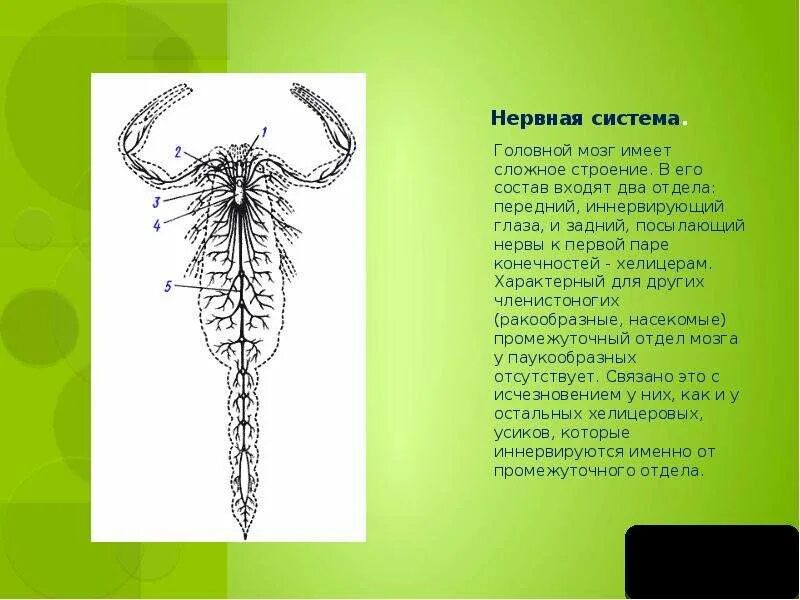 У паукообразных две пары усиков. Головной мозг членистоногих. Нервная система членистоногих. Кровеносная система ракообразных. Тип нервной системы членистоногих, ее строение.