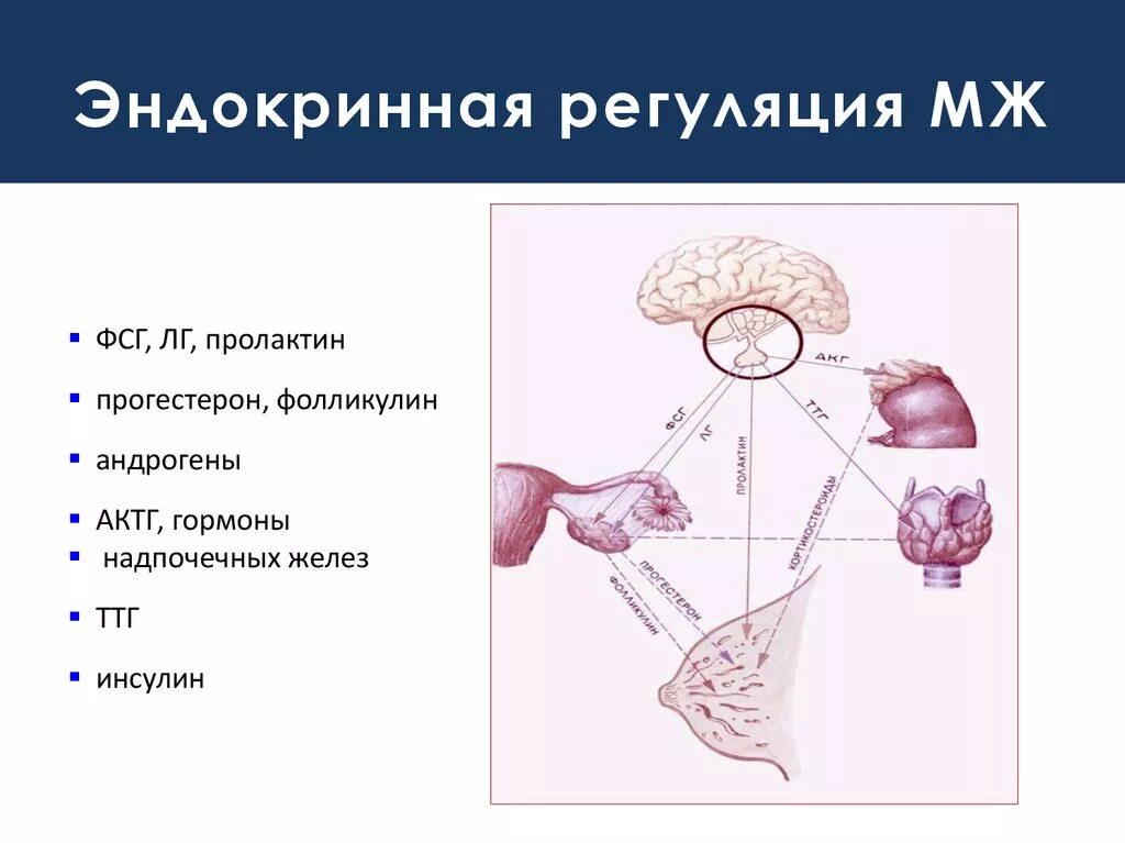 Фсг гормон у женщин за что отвечает. Регуляция секреции ФСГ И ЛГ. Пролактин. Регуляция лютеинизирующего гормона. Регуляция секреции пролактина.