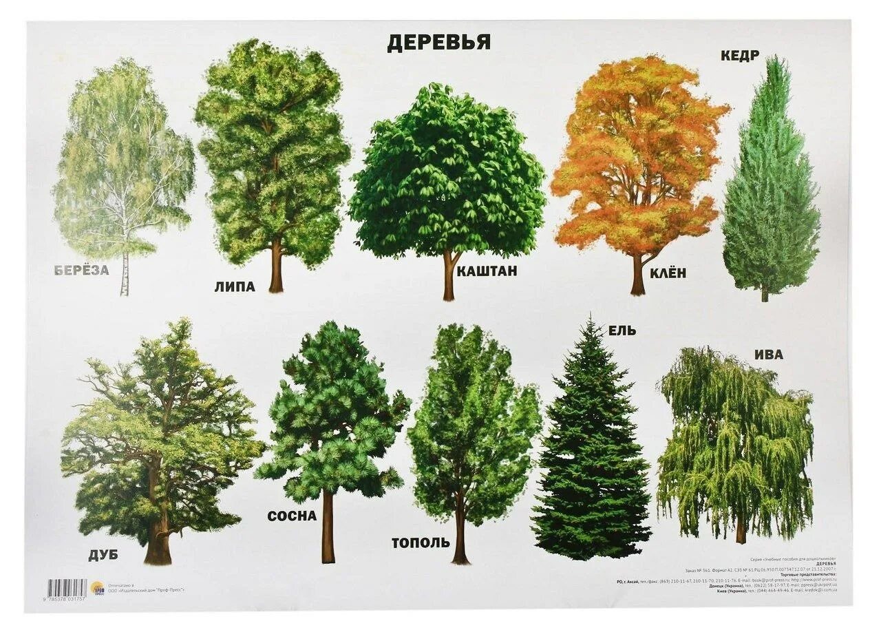 Вид городских деревьев