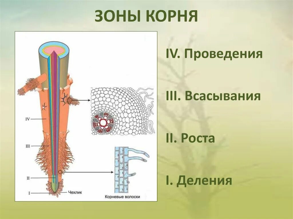 Строение корня рисунок. Зона проведения всасывания роста деления. Зону деления, зону проведения, зону всасывания корня.. Зона роста корневой чехлик зона деления зона всасывания. Внутреннее строение корня 6 класс биология.