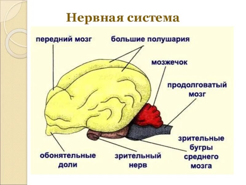 Промежуточный мозг млекопитающих. Отделы головного мозга млекопитающих схема. Строение головного мозга млекопитающих. Строение отделов головного мозга млекопитающих. Нервная система и головной мозг млекопитающего схема.